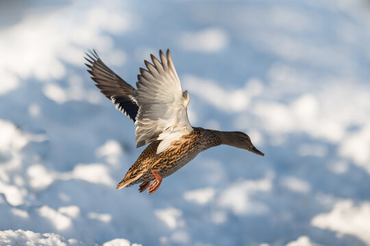 Flying duck