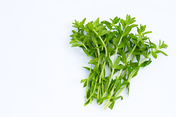 Fresh paddy rice herb on white background.