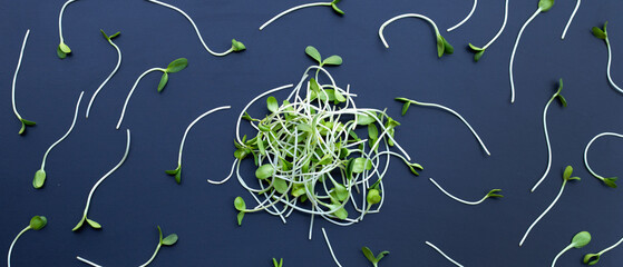 Sunflower Sprout on dark background.