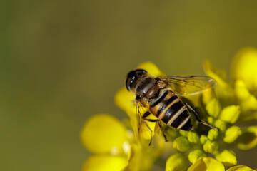 A honey bee sitting on a mustard flower