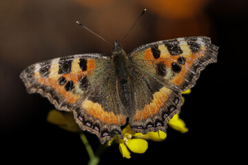 A close up of butterfly sitting on a mustard flower