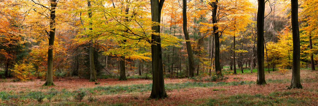 English Woodland Forest in Autumn Fall