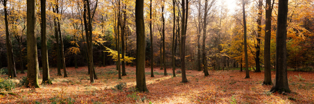 English Woodland Forest in Autumn Fall