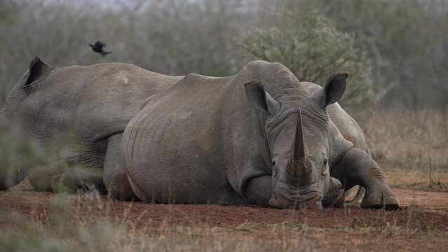Two white rhino lying together and sleeping, one rhino facing camera showing head and horn.