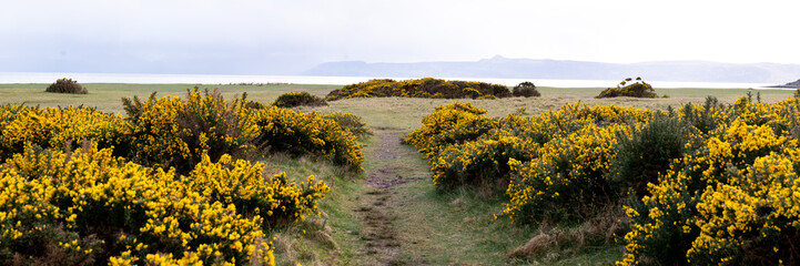 Applecross Scottish Gorse