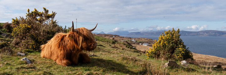 Highland cow coo scottish coast highlands