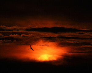 A bird flying across the sky during sunrise