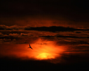 Obraz premium A bird flying across the sky during sunrise