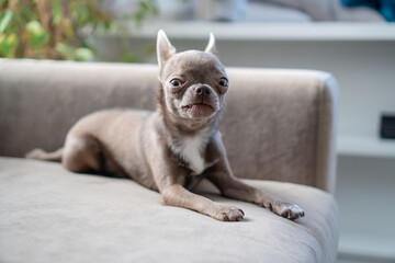 Funny dog facial expression