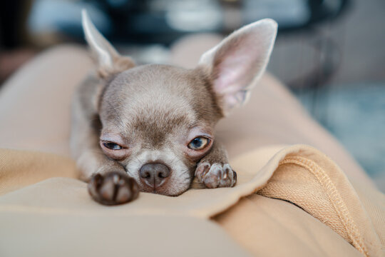 Funny sleepy dog
