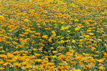 Flowers of calendula