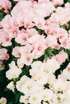 Pink and white primrose