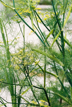 Dill On 35 Mm Film