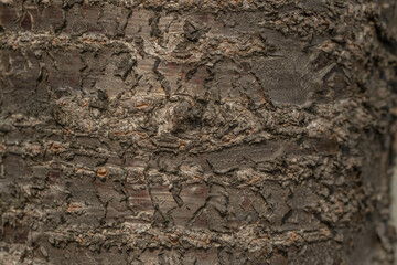 나무 껍질 식물 자연 패턴