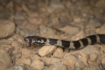 Close-up of a juvenile Stephen's banded snake (Hoplocephalus stephensii) a vulnerable species venomous snake native to northern NSW and south-east Queensland, Australia.