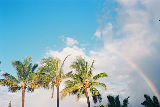 Hawaii Palm Trees