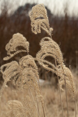 갈대 자연 숲 겨울