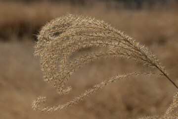 갈대 자연 숲 겨울