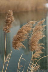 갈대 자연 숲 겨울