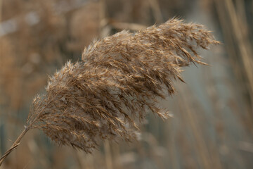 갈대 자연 숲 겨울