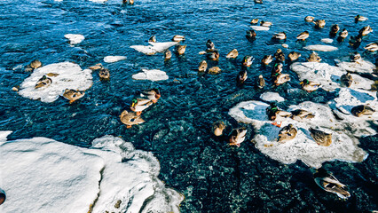 Blue tone over the ducks on the icy river.