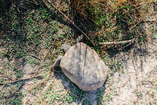 Gopher tortoise