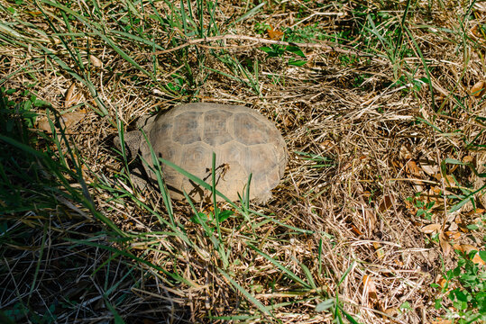 Gopher tortoise