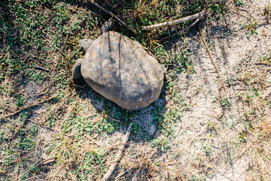 Gopher tortoise