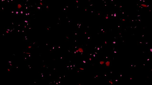 Rose petals falling , 4k stock motion graphics