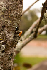 Gusano amarillo incrustado en un árbol