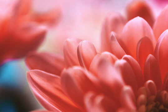 Lush coral blossom