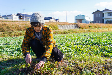 草抜きをする高齢の女性