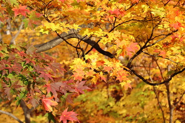 秋の紅葉