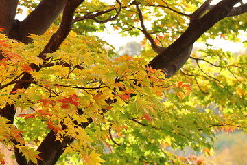 秋の紅葉