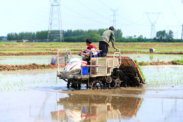 Obraz premium Farmers planting rice in field by using rice planting machine.