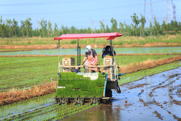 Fototapeta premium Farmers planting rice in field by using rice planting machine.