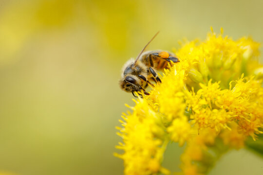 Honey Bee on Goldenrod