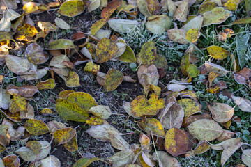 Autumn yellow leaf on a branch in the needles of frost.