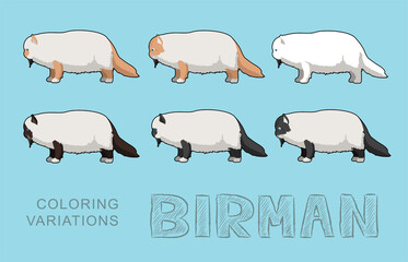 Cat Birman Coloring Variations Vector Illustration