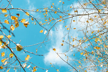 bare branches in autumn, remnants of yellow leaves in late autumn, bottom-up view