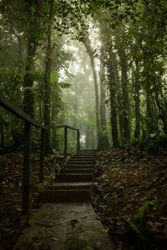 path with stairs in the rainforest of the anton valley.