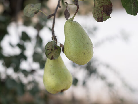 Pears in a pear tree