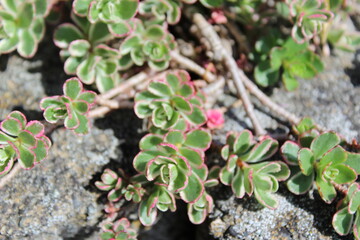 Sedum fresh new green leaves in spring