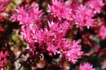 Blooming pink stonecrop flower in summer