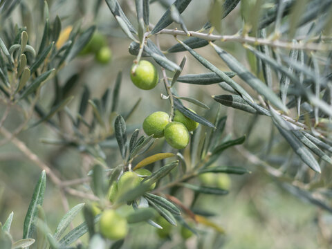 Olives in an olive tree