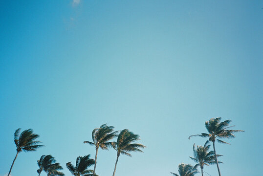 Palm Trees in hawaii