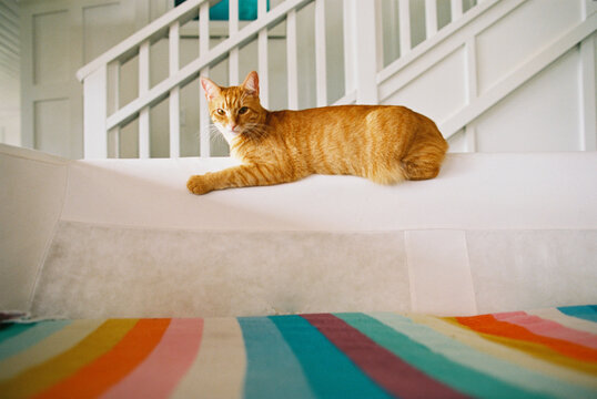 Orange Cat On White Sofa 