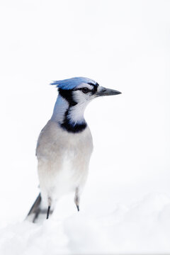 Blue Jay