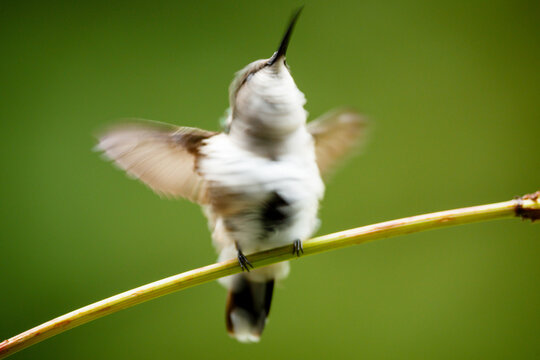 Hummingbird
