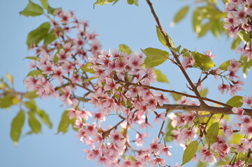 Pink Wild Himalayan Cherry or cherry blossoms in Thailand are in full bloom early winter on a bright blue sky background. Beautiful flowers with thin, pale pink petals. dark red stamen green leaves
